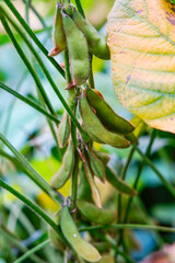 Green beans grow in the wild