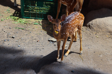 Cute Spotted Deer Fawn Chewing a Leaf in Sunlight
