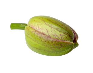 Close-up of a closed flower bud with green and purple mottled petals, isolated