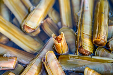 Fresh and plump seafood clams © pdm