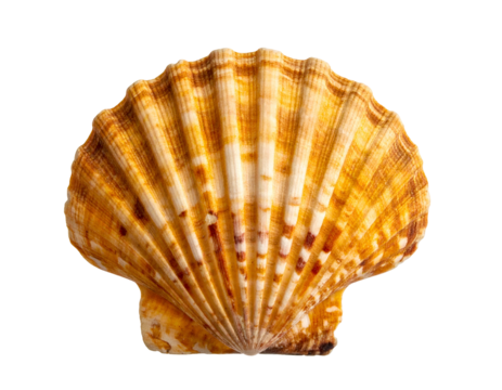 Detailed close-up of a scalloped seashell, showcasing natural orange and beige hues