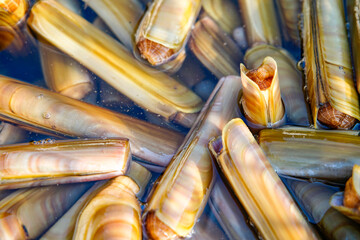 Fresh and plump seafood clams © pdm