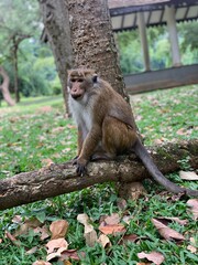 Wildlife Portrait of a Monkey in Peradeniya Botanical Garden