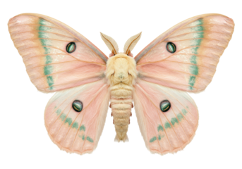 Isolated Rosy Maple Moth, beautiful vibrant colors, detailed, insect, animal, close up