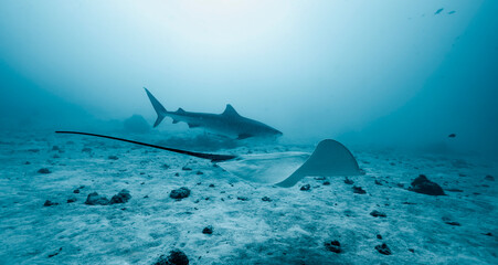 Tiger shark and sting ray on the bottom of the ocean close to Male