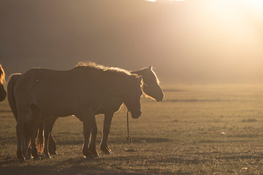 silhouette of horses at sunset