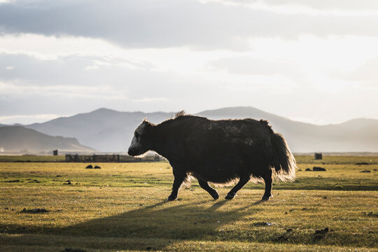 a yak on the field in spring