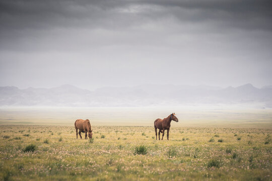 two horses on Mongolian steppe
