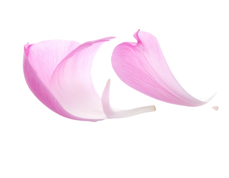 Two delicate pink flower petals floating against a stark black background