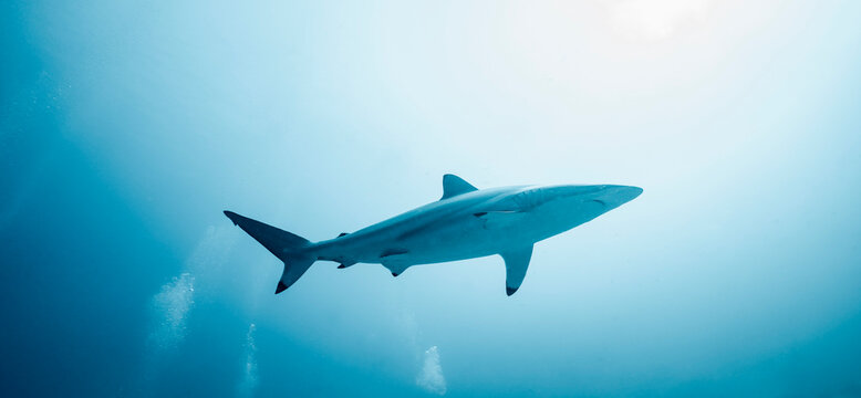 spinner shark cruising the Indian ocean close to Male / Maldives
