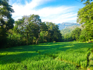 green field and blue sky