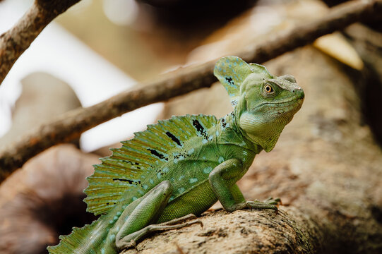 Green Basilisk Lizard on Tree Trunk, Cahuita, Costa Rica