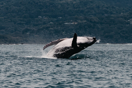 Breaching Humpback Whale off the Coast of Uvita, Costa Rica