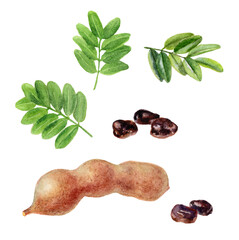 Watercolor Realistic Tamarind with Leaves and Seeds Illustration, Exotic Fruits Collection