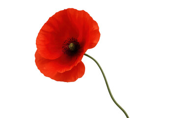 Obraz premium Single red poppy flower with delicate petals and green stem, blooming in nature, isolated on transparent background