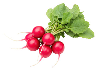Isolated bunch of garden radishes with green leaves ready for eating, spring harvest