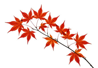 Isolated autumn leaves on branch. Vibrant red maple leaf foliage cutout with no background