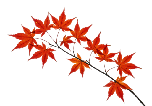Isolated autumn leaves on branch. Vibrant red maple leaf foliage cutout with no background