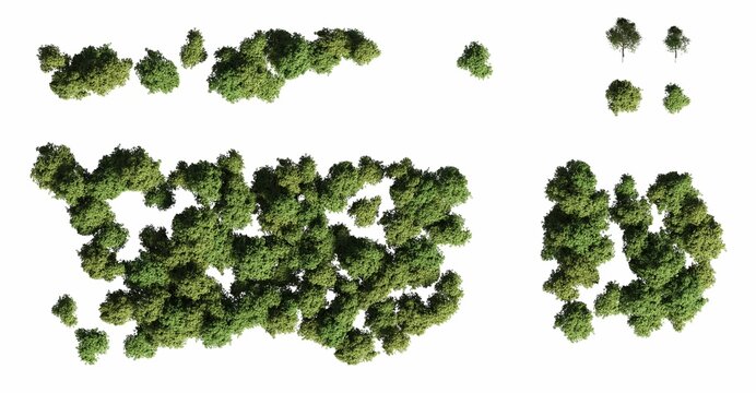 trees in the forest, top view, area view, isolated on white background, 3D illustration, cg render
