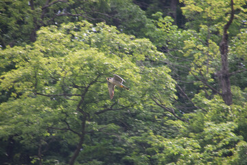 A male peregrine falcon takes off from its nest early in the morning to chase away predators that have invaded its breeding territory (hyper-zoom) / 早朝に繁殖域に侵入した外敵を追い払うために巣から飛び立ったハヤブサの雄 (真横からの超望遠ズーム撮影)