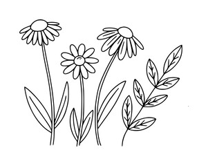 Simple Line Art Daisies and Leaves Illustration
