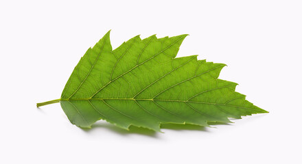 Fototapeta premium green leaf on white background, green leaf on white background, close up of fresh green leaf, single leaf macro detail, botanical nature leaf texture, maple leaf with white background