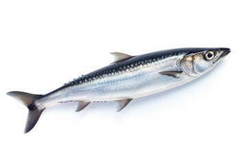 Fototapeta premium Studio shot of a fresh seer fish on a pristine white background, perfect for culinary uses