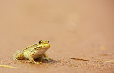 The frog sits on the sand on the shore of the lake. Beautiful wildlife landscape with place for text. The concept of protecting wildlife and ecology.