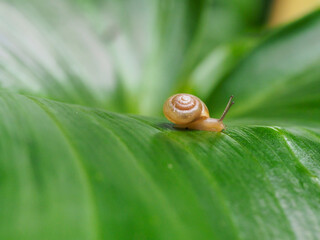A macro shot of a small snail with a brown shell slowly traversing a lush green leaf. The soft light and contrast with the deep green express the quiet activity of nature and the delicacy of life.