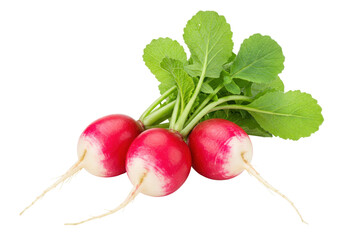 Isolated bunch of fresh radishes with green leaves, edible root vegetables, healthy food