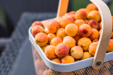 A basket full of apricots on a table in the garden. A harvest of fruit.