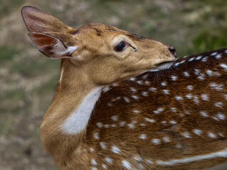 Spotted Deer Grooming Its Back in the Wild