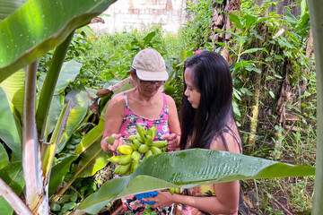 Obraz premium An elderly Filipina woman harvests bananas with her daughter against a backdrop of tropical trees