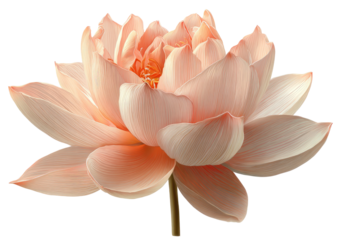 Delicate close-up of a blooming lotus flower, showcasing layered petals in soft peach hues