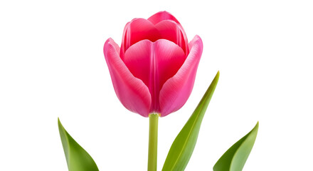 Obraz premium Single pink tulip flower isolated on transparent background