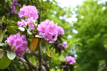 Inflorescence of Rhododendron ponticum with foraging bumblebee