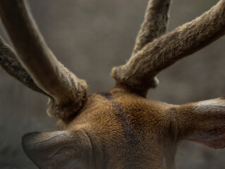 Close-Up of Deer Antlers Covered in Velvet Texture from Behind