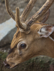Close-Up Portrait of a Spotted Deer with Velvet Antlers in Natural Environment