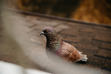 A beautiful dove sits on the porch outside the window