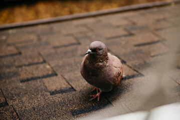 A beautiful dove walks on the porch outside the window