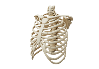 Isolated Human rib cage anatomy model showing thorax bones, vertebrae, and scapula bone
