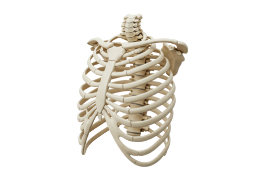Isolated Human rib cage anatomy model showing thorax bones, vertebrae, and scapula bone