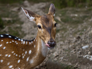 Spotted Deer Licking Its Nose in Natural Habitat
