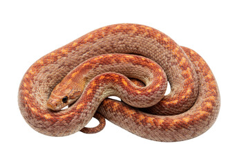 Isolated orange corn snake curled up on seamless backdrop in studio, detailed scales close-up