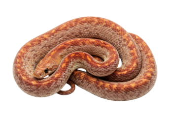 Isolated orange corn snake curled up on seamless backdrop in studio, detailed scales close-up