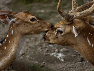 Spotted Deer Pair Touching Noses in Natural Habitat