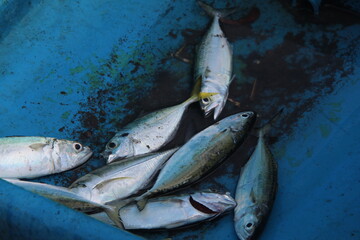 Freshly caught fish lying in a blue container at the fishing dock. Realistic image of seafood harvest and local fishing industry. Perfect for themes of marine life, seafood, and sustainability
