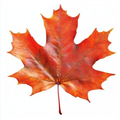 Fototapeta premium Real maple Autumn leaf autumn red autumn leaf.