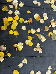Autumn yellow leaves on the ground, fall mood, autumn vibe, leaves texture 