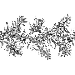 Rosemary Branch with Flowers and Leaves Outline Horizontal Seamless Pattern. Essential oil ingredient for cosmetics, spa, aromatherapy, health care, alternative medicine. Vector isolated for design or